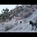 Wild donkeys near the Las Vegas Strip